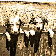 Working Stockdog Cooling Off In Water.