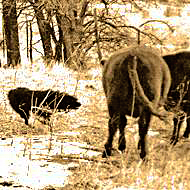 Working Stockdog hearding cows.