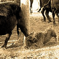 Working Stockdog Heel Bite of Cow