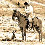 Rancher on horseback with yound working stockdog
