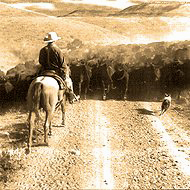 Stockdog working cattle on trail dirve with cowboy on horse.