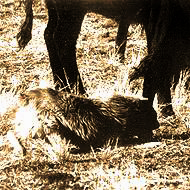 Working stockdog heel biting of cow.