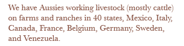 Austrailian Shepherds working livestock (mostly cattle) on farms and raches in 40 state, Mexico, Italy, Canada, France, Belgium, Germany, Sweden, and Venezuela.